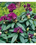 Рододендрон понтійський Поларнахт|Rhododendron ponticum Polarnacht|Рододендрон Поларнахт